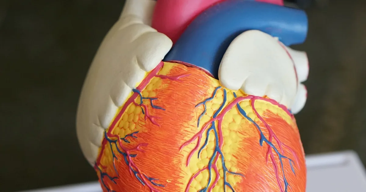 Comprendre la variabilité cardiaque HRV